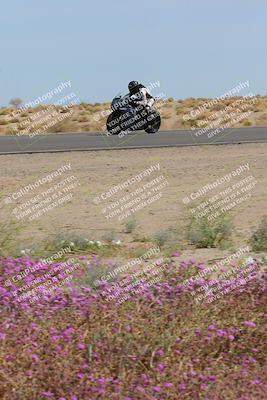 media/Mar-12-2023-SoCal Trackdays (Sun) [[d4c8249724]]/Turn 15 Inside Bloom (130pm)/